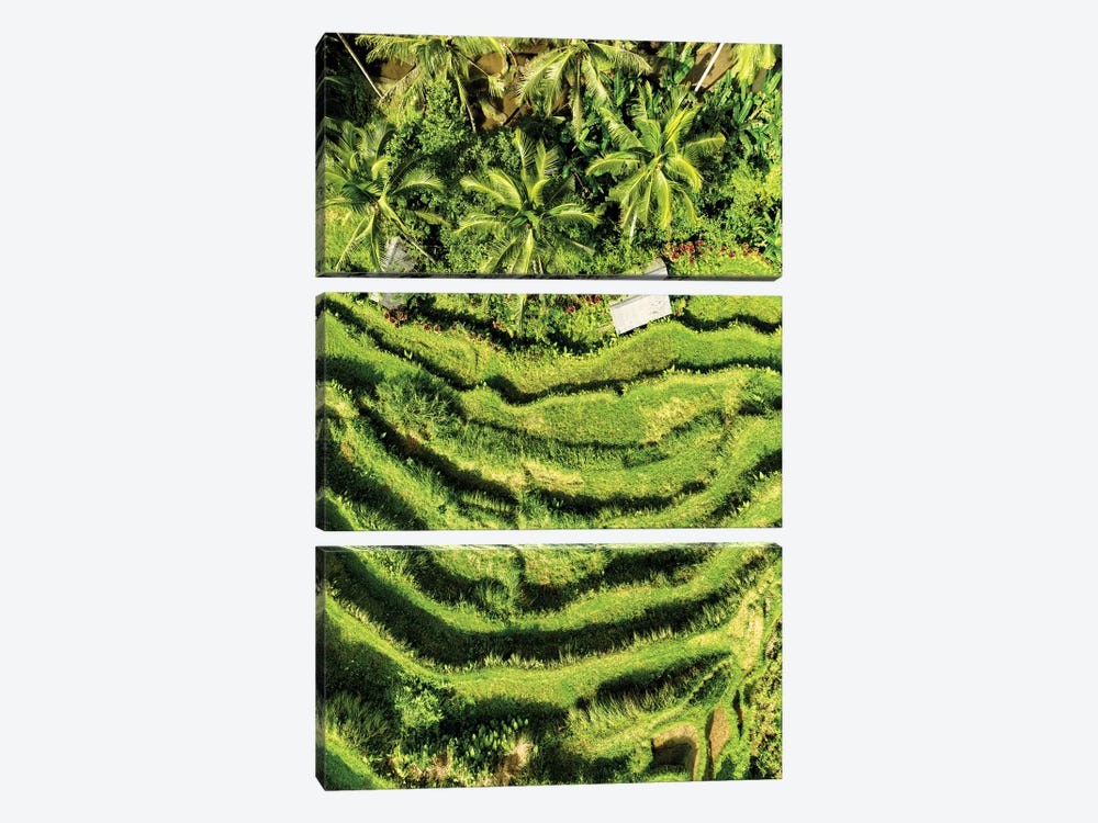 Wild Rice Terraces by Philippe Hugonnard 3-piece Canvas Wall Art