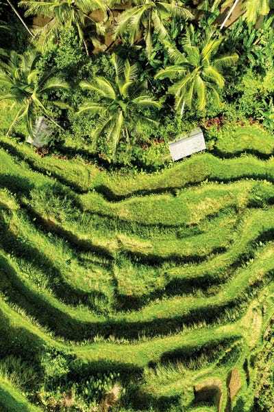 Indonesia: Wild Rice Terraces by Philippe Hugonnard