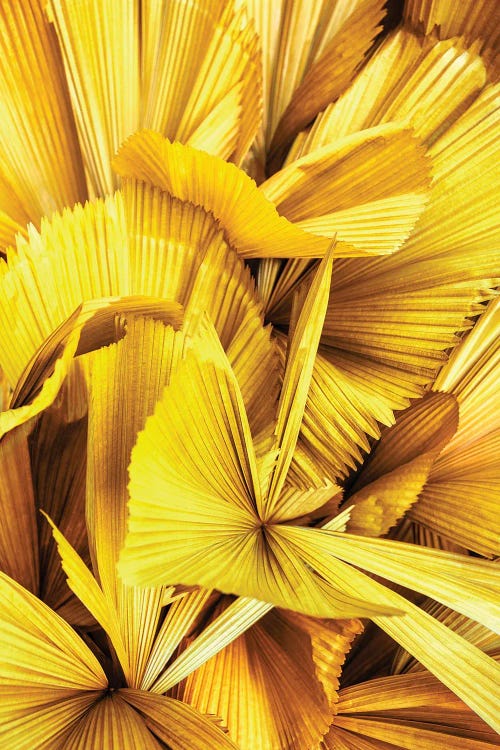 Yellow Palm Leaves II