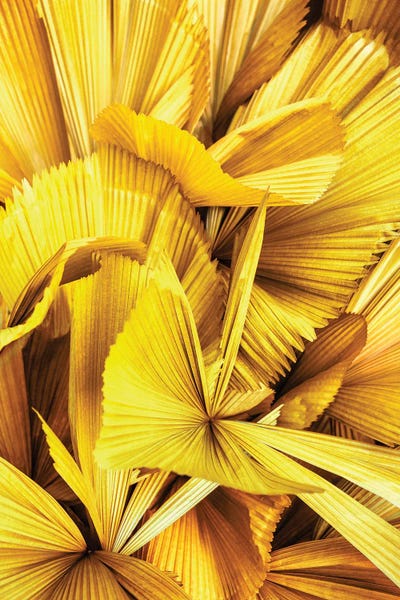Monochromatic Photography: Yellow Palm Leaves II by Philippe Hugonnard