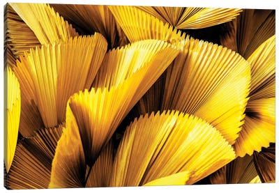 Golden Palm Leaves Canvas Art Print - Monochromatic Photography