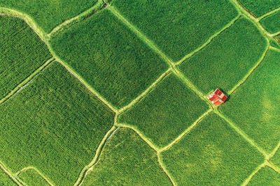 Alone - Deamy Bali by Philippe Hugonnard art print