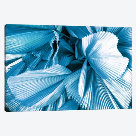 Blue Palm Leaves Canvas Print #PHD2772} by Philippe Hugonnard Art Print