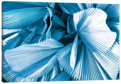 Blue Palm Leaves Canvas Art Print - Monochromatic Photography