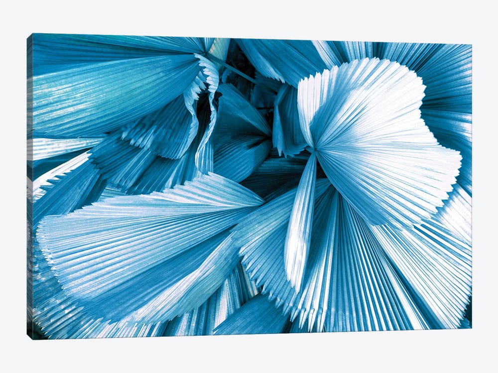 Blue Palm Leaves by Philippe Hugonnard 1-piece Canvas Wall Art