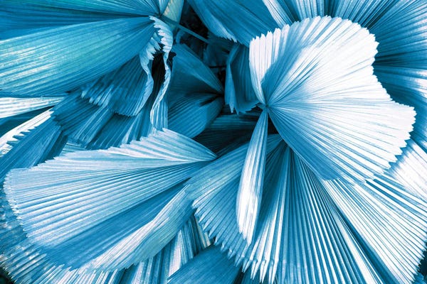 Monochromatic Photography: Blue Palm Leaves by Philippe Hugonnard