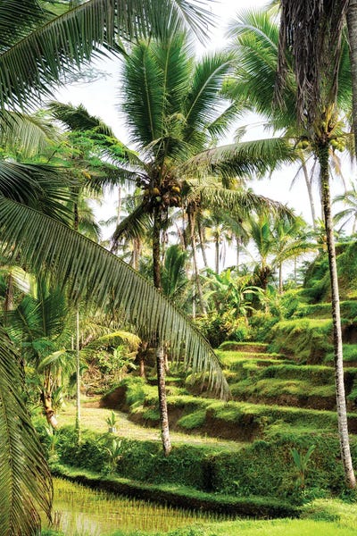 Wild Palm Trees by Philippe Hugonnard framed canvas print