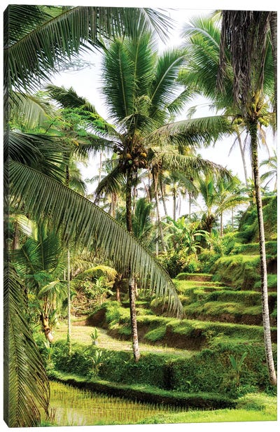Wild Palm Trees Canvas Art Print - Bali