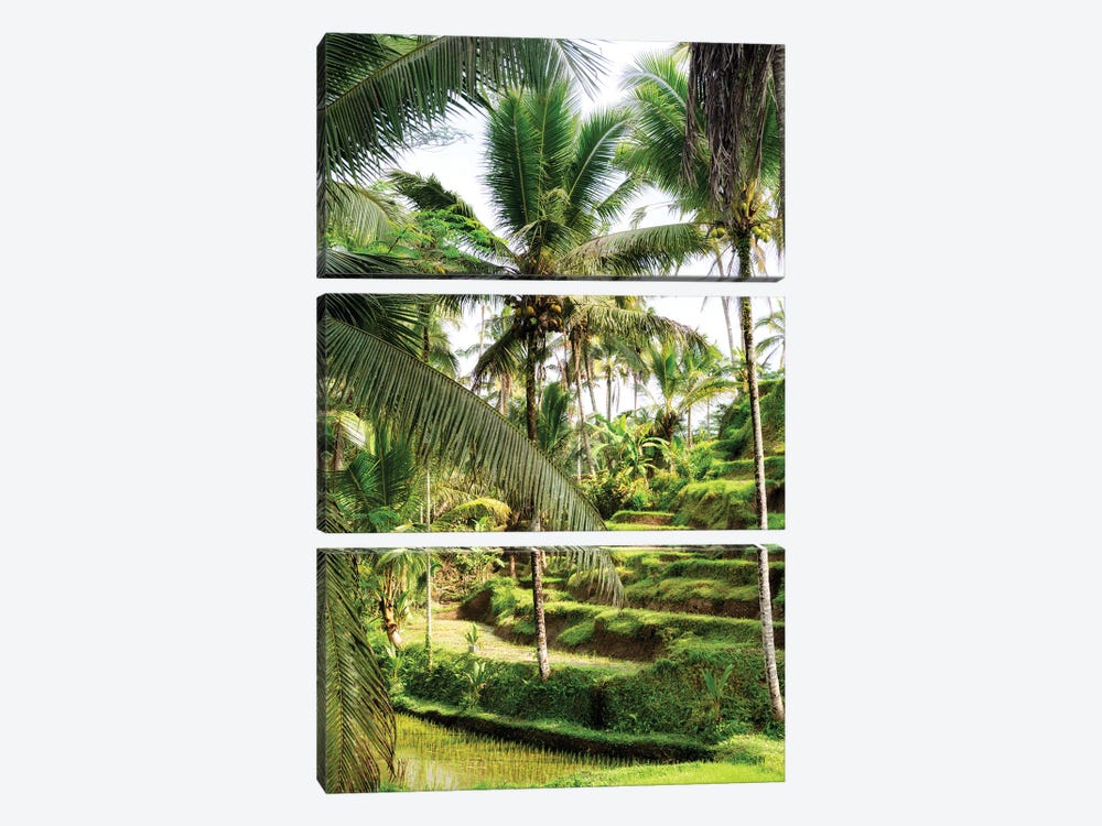 Wild Palm Trees by Philippe Hugonnard 3-piece Canvas Print