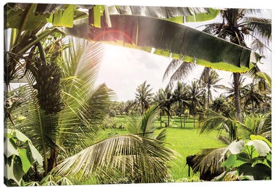View Of The Rice Fields Canvas Art Print - Indonesia Art