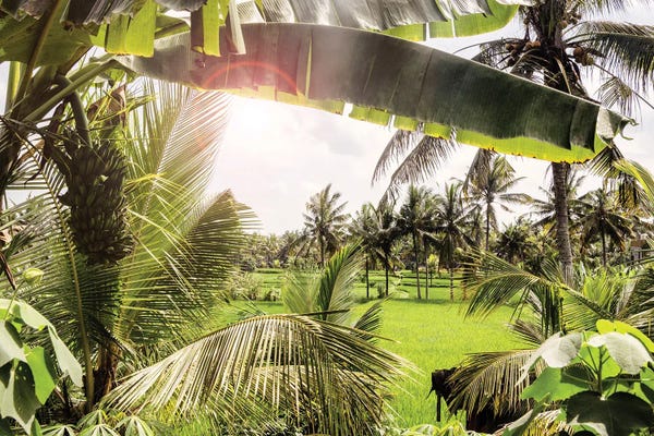 Fine Art Print: View Of The Rice Fields by Philippe Hugonnard