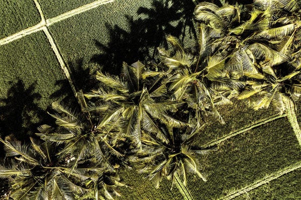 Monochromatic Photography: The Palm Trees by Philippe Hugonnard