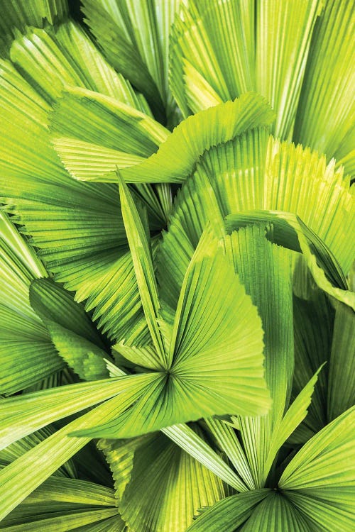 Palm Leaves III