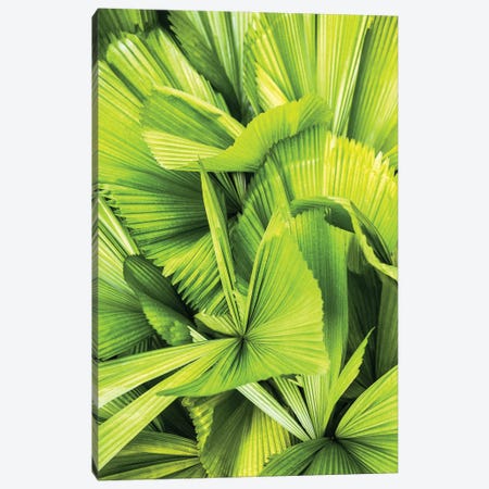 Palm Leaves III Canvas Print #PHD2807} by Philippe Hugonnard Canvas Art