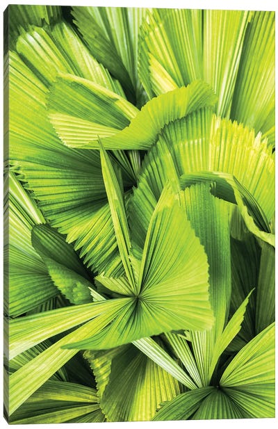 Palm Leaves III Canvas Art Print - Monochromatic Photography