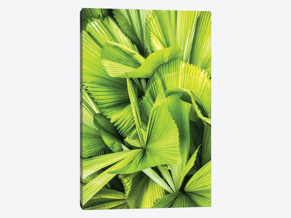 Palm Leaves III by Philippe Hugonnard 1-piece Canvas Art