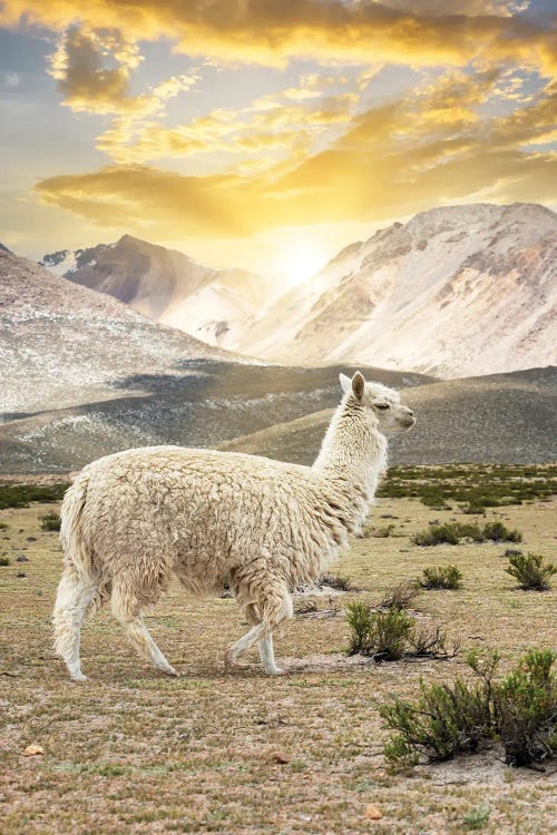 Llama Sunset