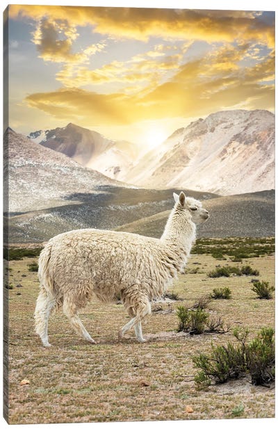Llama Sunset Canvas Art Print - Peru Art