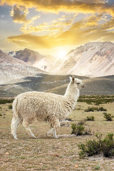 Llamas & Alpacas: Llama Sunset by Philippe Hugonnard