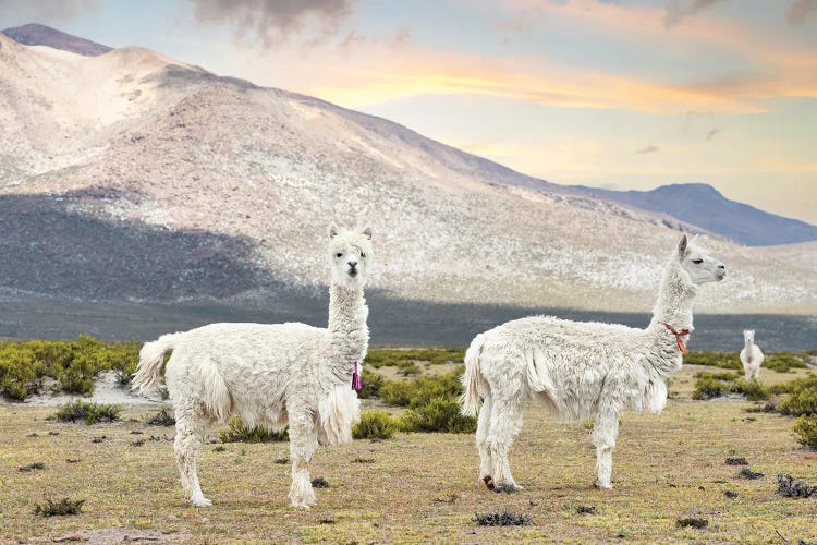 White Llamas