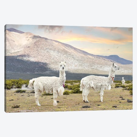 White Llamas Canvas Print #PHD2827} by Philippe Hugonnard Canvas Art