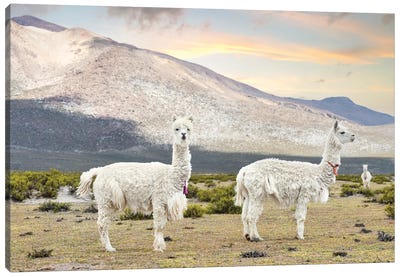 White Llamas Canvas Art Print - Llama & Alpaca Art