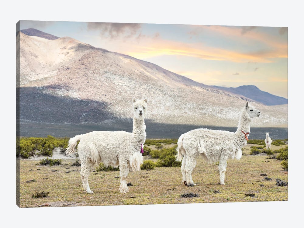 White Llamas by Philippe Hugonnard 1-piece Canvas Wall Art