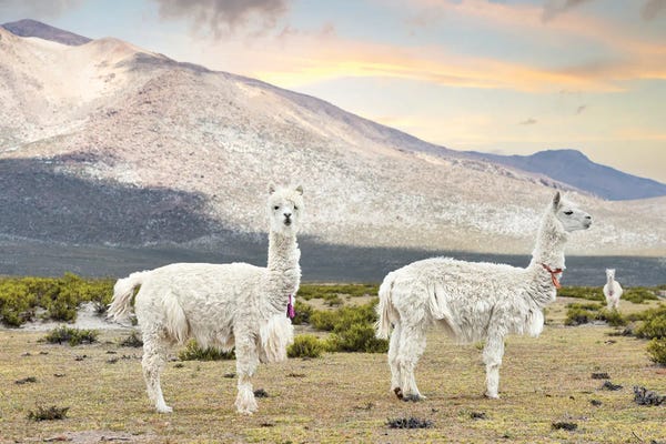 Llamas & Alpacas: White Llamas by Philippe Hugonnard