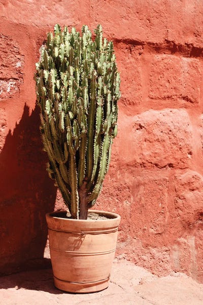 Terracotta Cactus by Philippe Hugonnard canvas print