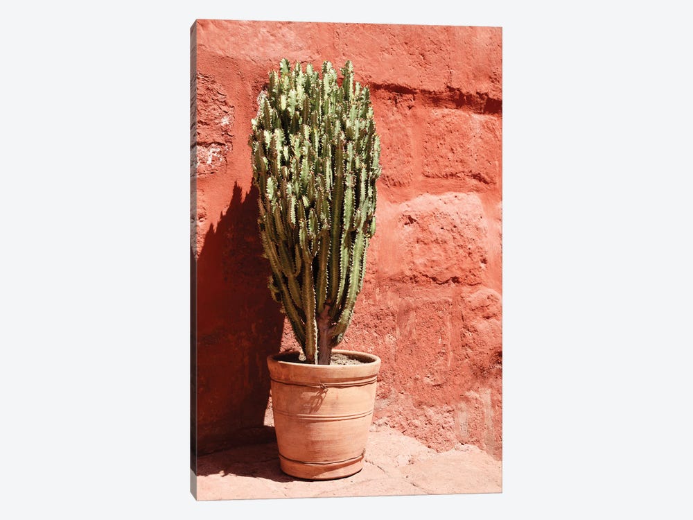 Terracotta Cactus by Philippe Hugonnard 1-piece Canvas Wall Art