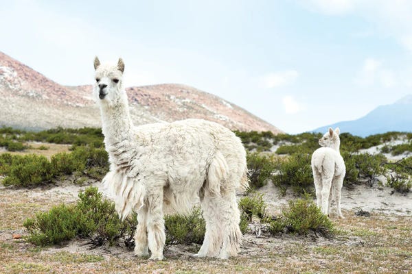 Peru: Alpaca Baby And Mom by Philippe Hugonnard
