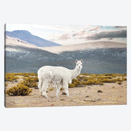 White Alpaca Canvas Print #PHD2844} by Philippe Hugonnard Canvas Art