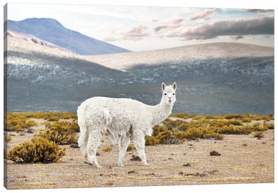 White Alpaca Canvas Art Print