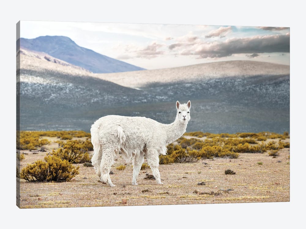 White Alpaca by Philippe Hugonnard 1-piece Canvas Art Print