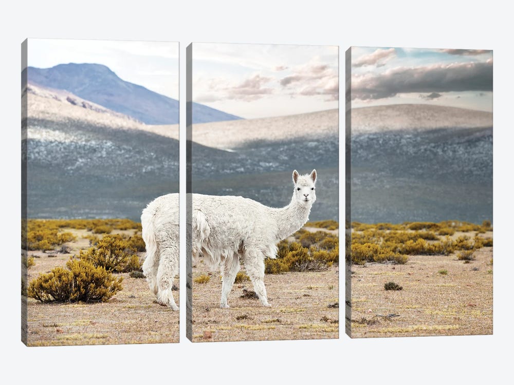 White Alpaca by Philippe Hugonnard 3-piece Canvas Art Print