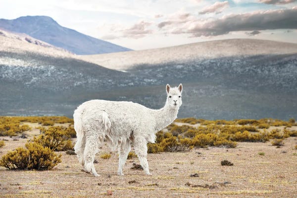 Llamas & Alpacas: White Alpaca by Philippe Hugonnard