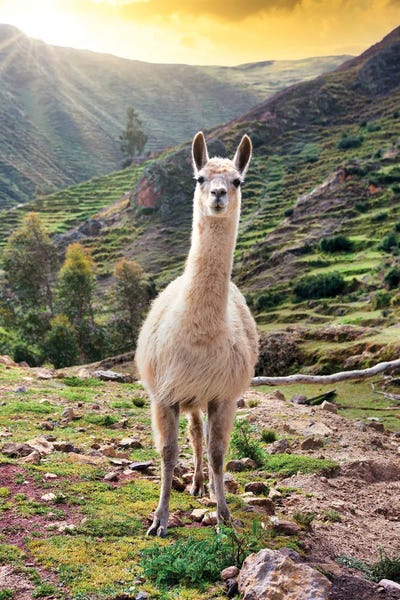 Peru: Wild Llama by Philippe Hugonnard