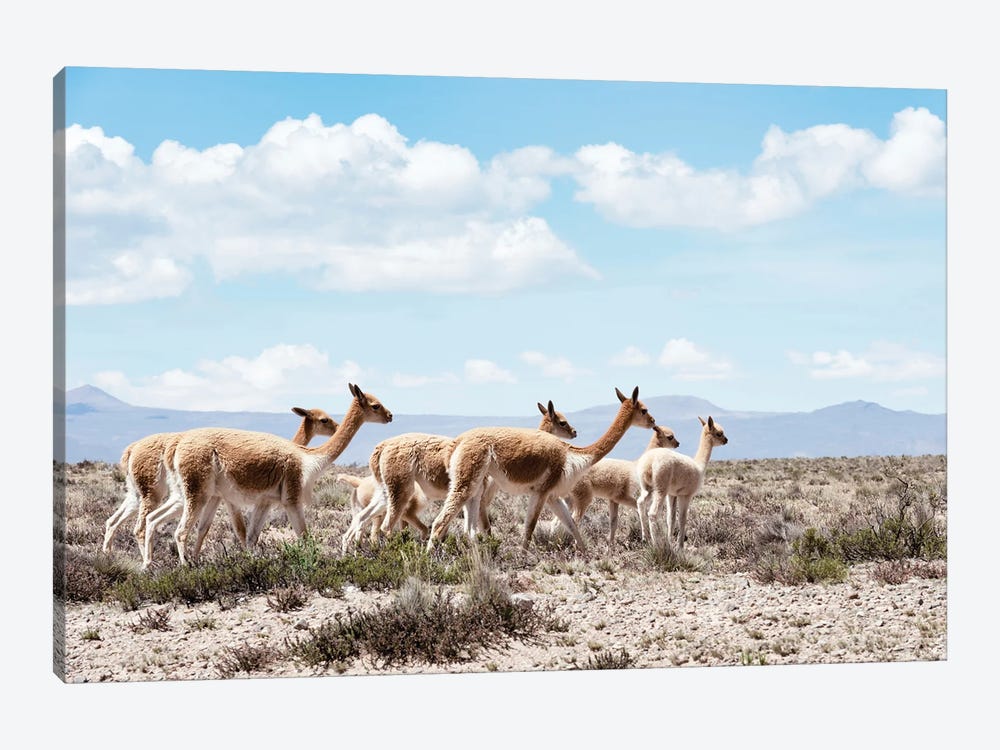Wild Llamas by Philippe Hugonnard 1-piece Canvas Art Print
