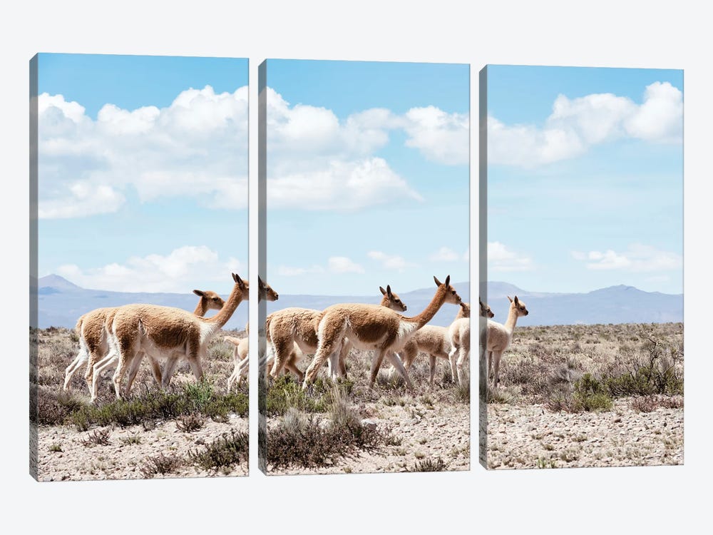Wild Llamas by Philippe Hugonnard 3-piece Canvas Art Print