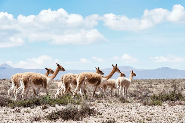 Wild Llamas