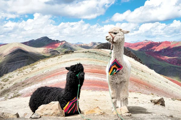 Llamas: Black And White by Philippe Hugonnard