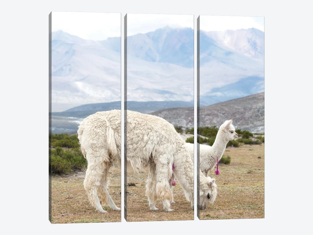 Alpaca Family by Philippe Hugonnard 3-piece Canvas Wall Art