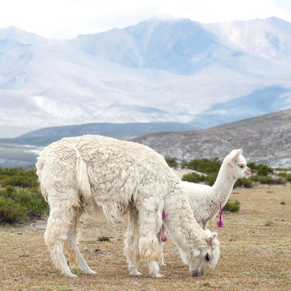 Peru: Alpaca Family by Philippe Hugonnard