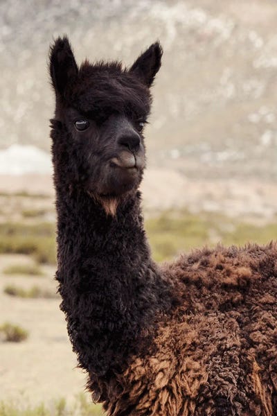 Llamas & Alpacas: Black Alpaca by Philippe Hugonnard