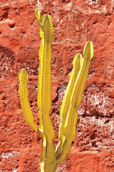 Yellow Cactus by Philippe Hugonnard canvas print