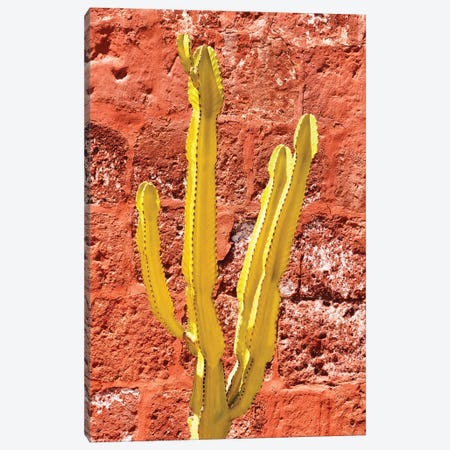Yellow Cactus Canvas Print #PHD2860} by Philippe Hugonnard Canvas Print