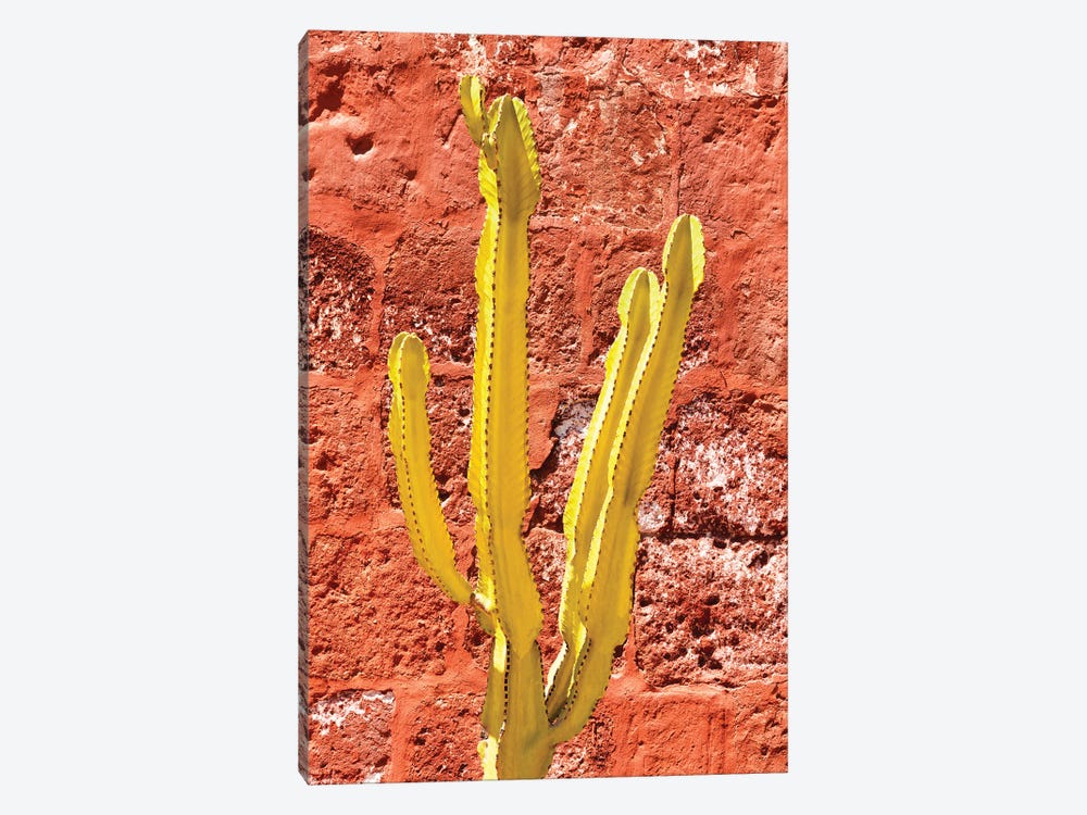 Yellow Cactus by Philippe Hugonnard 1-piece Canvas Art Print