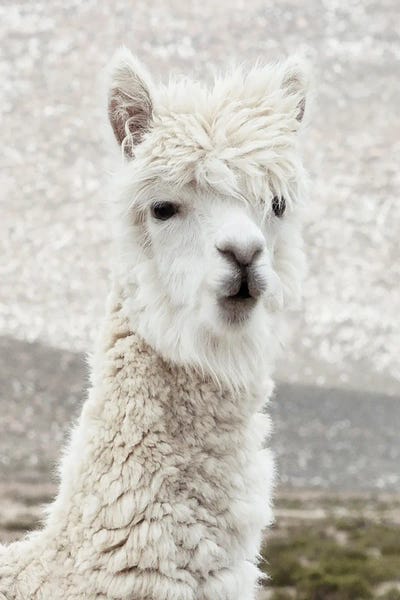Peru: White Alpaca Portrait by Philippe Hugonnard