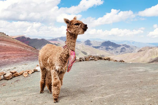 Peru: Alpaca Palcoyo by Philippe Hugonnard