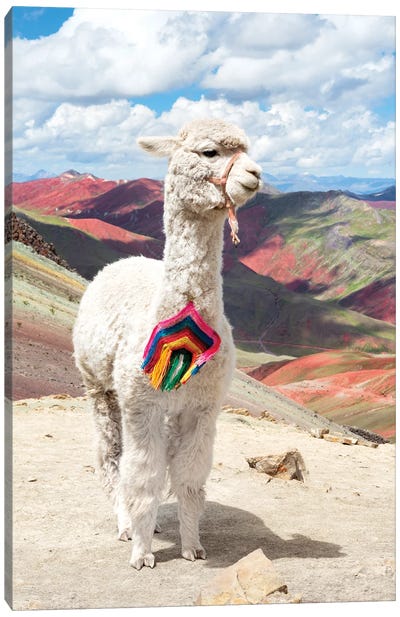 Llama & Alpaca Art: Canvas Prints & Wall Art | iCanvas